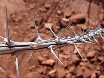 20160202-desert-thorns-img-lge