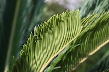 20160306-palms-img-lge
